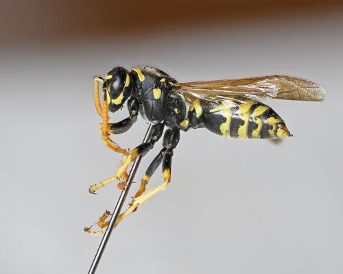 Polistes dominula
