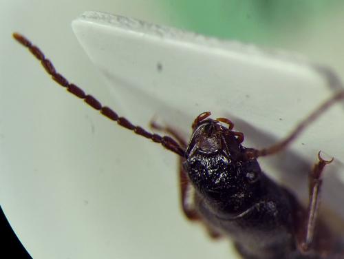 Carterus sp.
