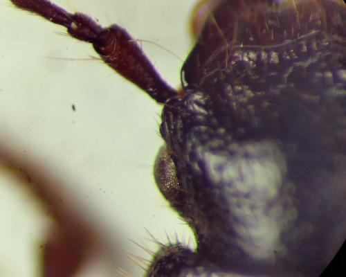 Carterus sp.