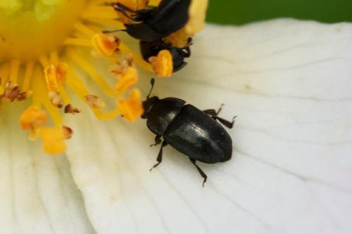 Meligethinae
