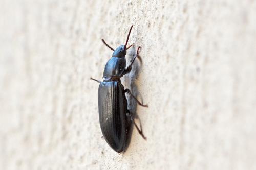 Tenebrio molitor