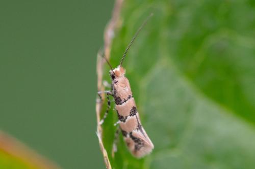Réf. 327 131 : Phyllonorycter trifasciella