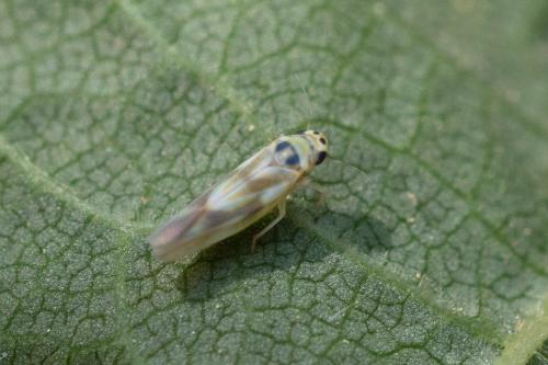 Réf. 327 267 : Arboridia sp.