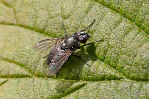 Rhinophora lepida