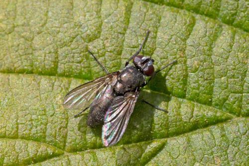 Rhinophora lepida