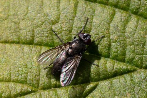 Rhinophora lepida