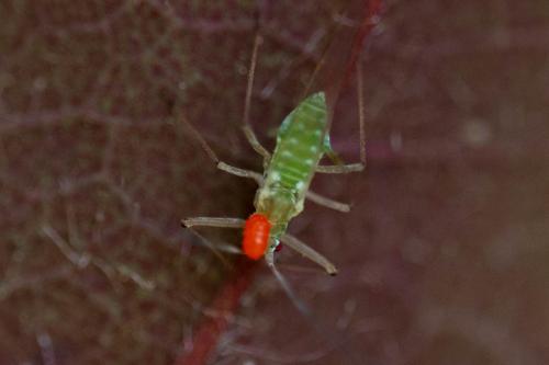 Réf. 327 321 : Drepanosiphum platanoidis