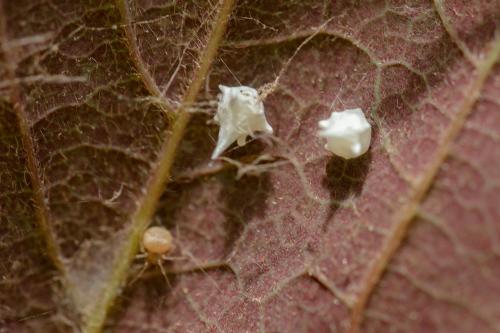 Paidiscura pallens
