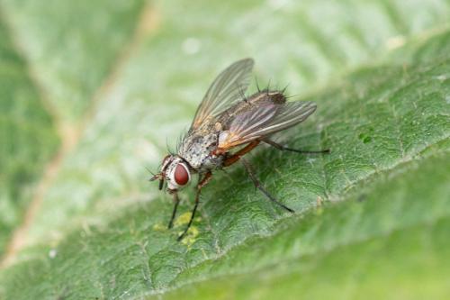 Solieria pacifica