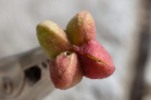 Réf. 327 403 : Nephopterix angustella