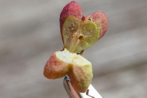 Réf. 327 405 : Nephopterix angustella