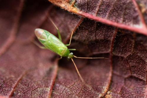 Réf. 327 787 : Orthotylus sp.
