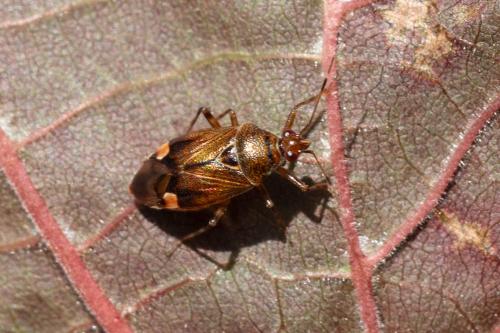 Réf. 327 466 : Deraeocoris flavilinea