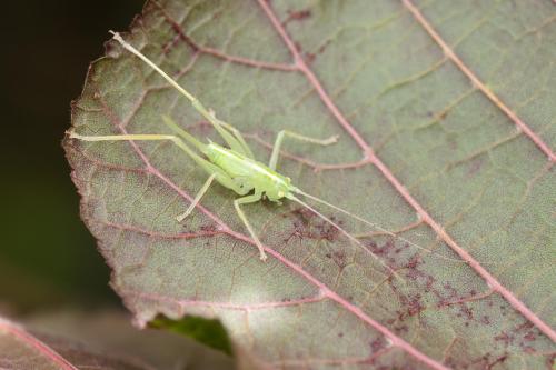 Réf. 327 530 : Meconema thalassinum