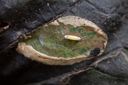 Réf. 327 557 : Phyllonorycter coryli