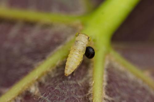 Réf. 327 526 : Idiocerinae inconnu