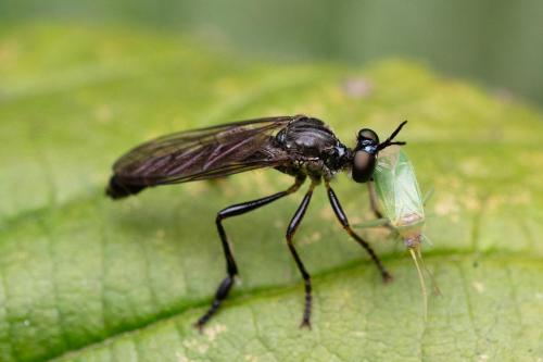 Dioctria atricapilla