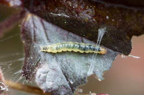 Agrotera nemoralis
