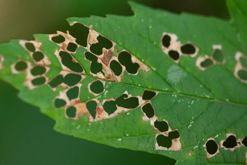 Incurvaria sp.