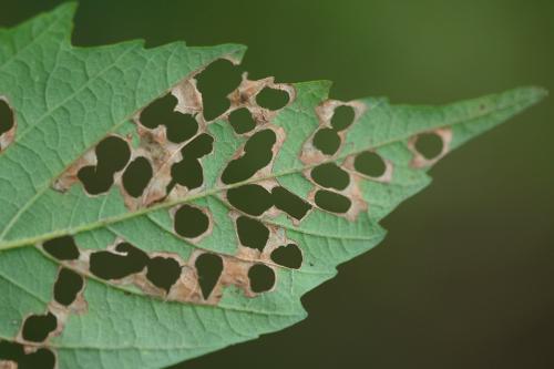Incurvaria sp.