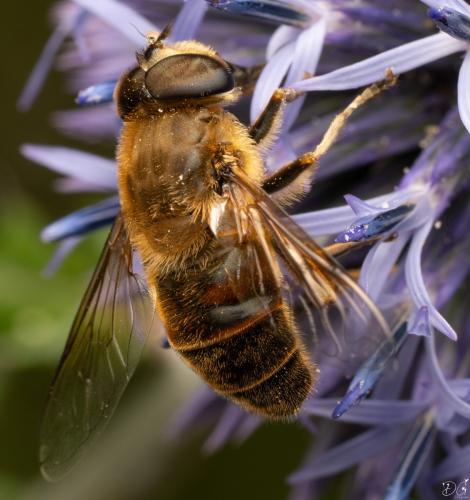 Réf. 327 519 : Eristalis tenax