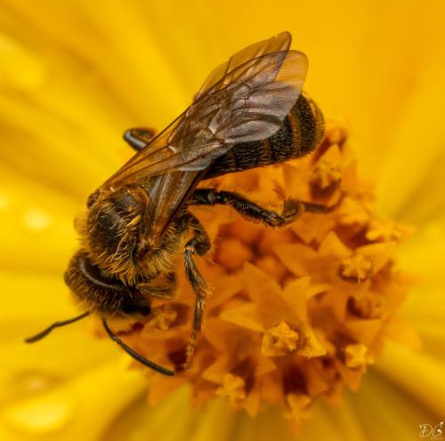 Lasioglossum sp.
