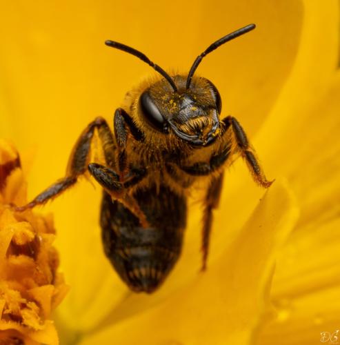 Réf. 327 580 : Lasioglossum sp.