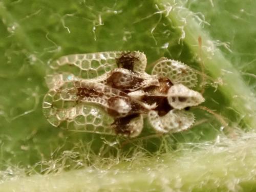 Corythucha arcuata
