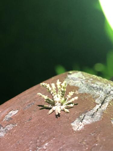 Ricania sp.