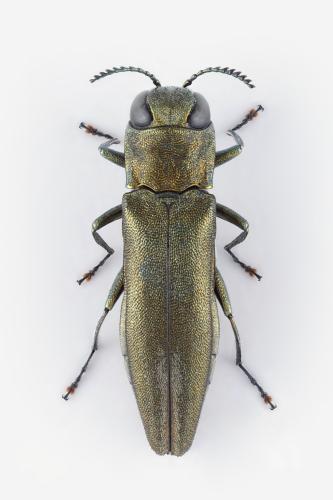 Réf. 327 586 : Agrilus graminis