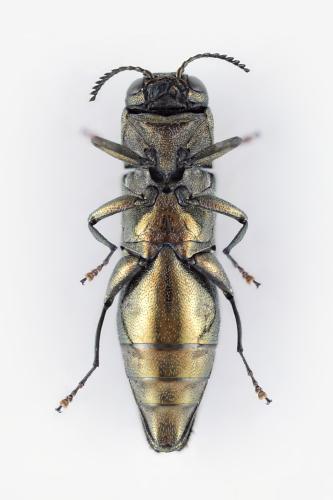 Réf. 327 587 : Agrilus graminis