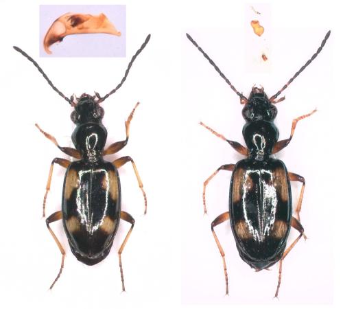 Bembidion genei hispaniae