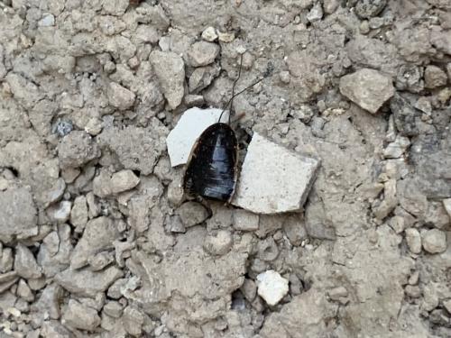 Réf. 327 135 : Loboptera decipiens