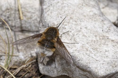 Réf. 327 596 : Bombylius cruciatus