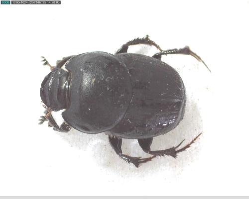 Réf. 327 270 : Onthophagus taurus