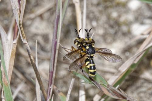 Conops scutellatus