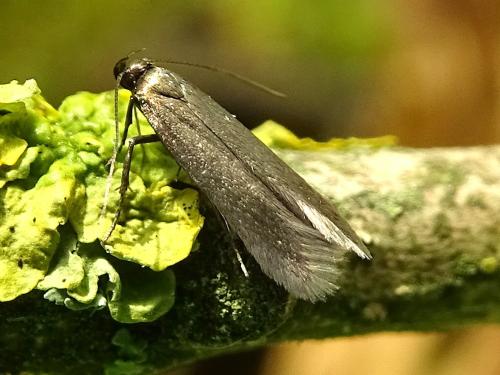 Réf. 327 783 : Eulamprotes unicolorella