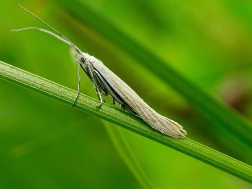 Réf. 327 073 : Coleophora pennella