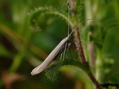 Réf. 327 075 : Coleophora pennella