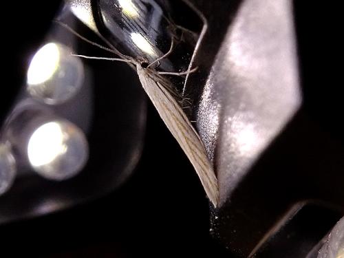 Réf. 327 076 : Coleophora pennella
