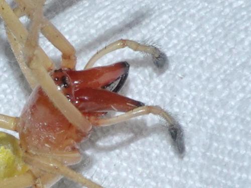 Réf. 327 026 : Cheiracanthium punctorium