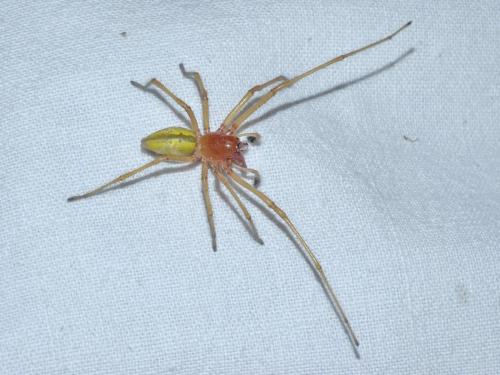 Réf. 327 025 : Cheiracanthium punctorium