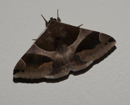 Réf. 327 364 : Dysgonia torrida
