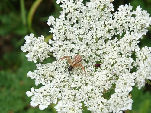 Réf. 327 623 : Runcinia grammica