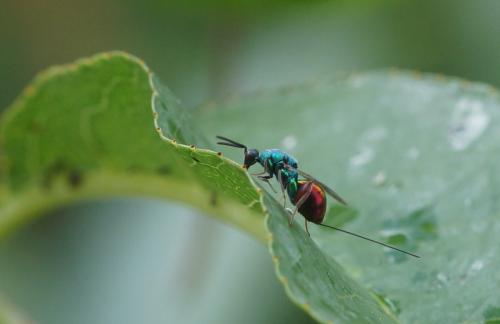 Torymus calcaratus