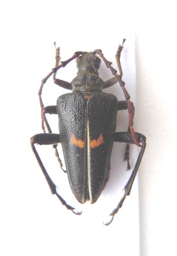 Akimerus berchmansi