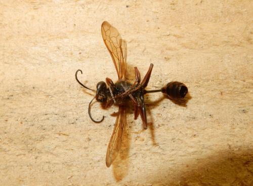 Réf. 327 310 : Sceliphron curvatum