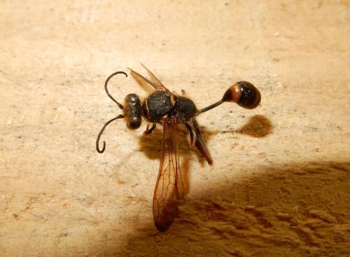 Réf. 327 311 : Sceliphron curvatum