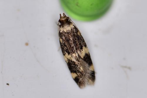 Oegoconia sp.