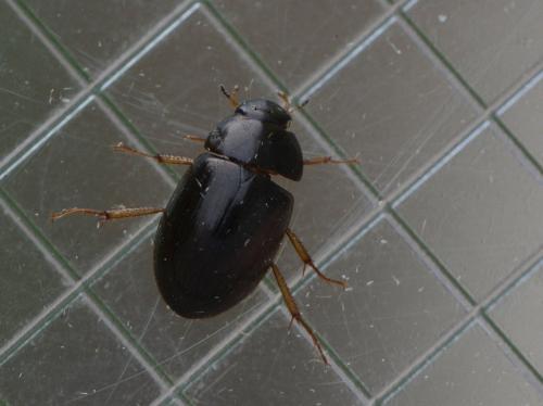 Réf. 327 538 : Hydrobius sp.